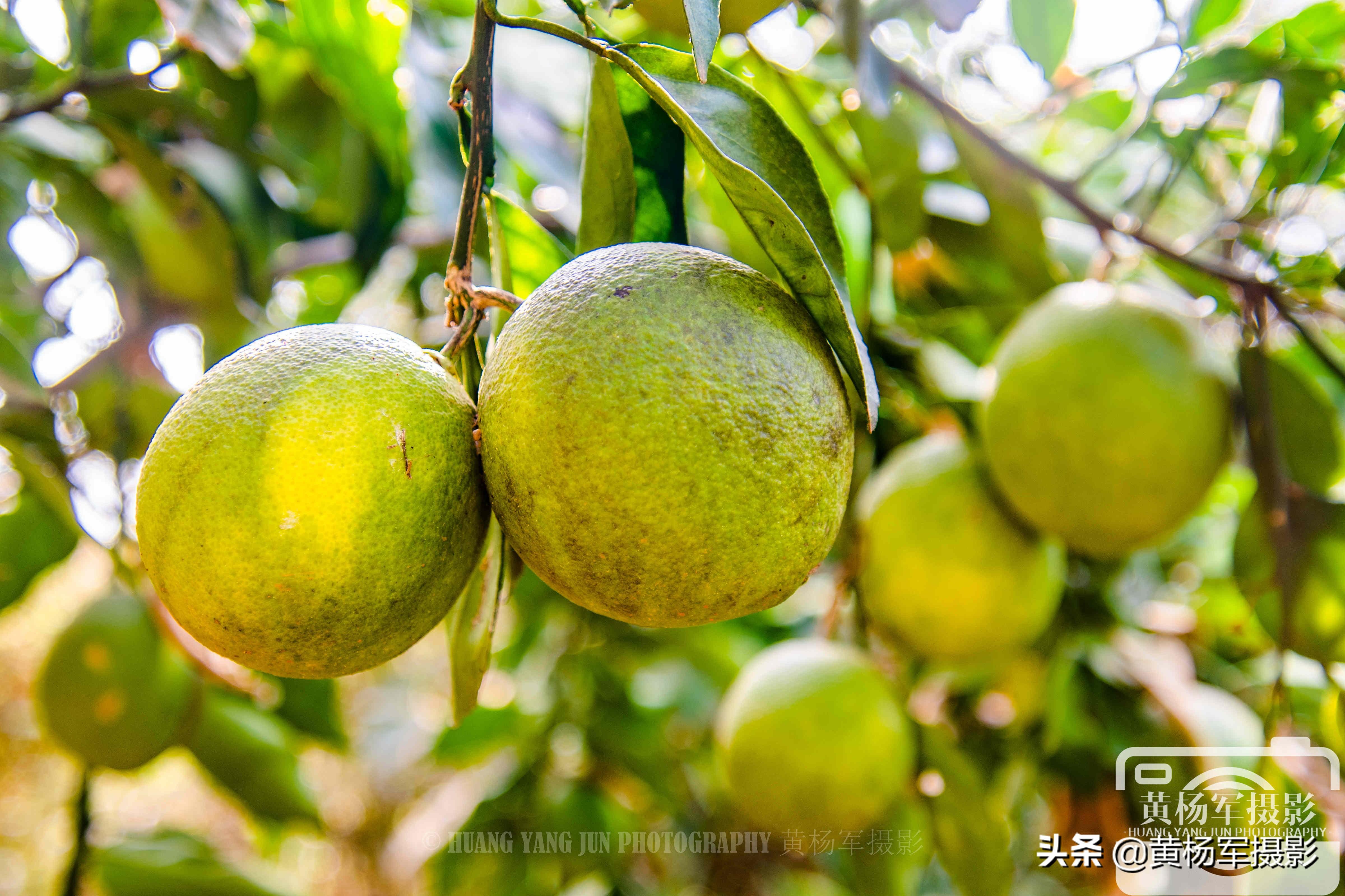 赣州最新天气，气象万千，活力四溢的城市风貌